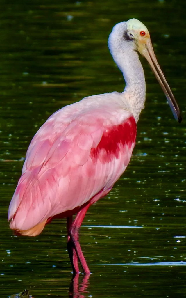 Minden Birds