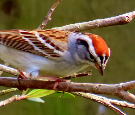 Lake Bistineau State Park Birds